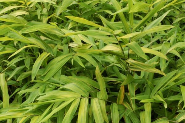 bambu5
