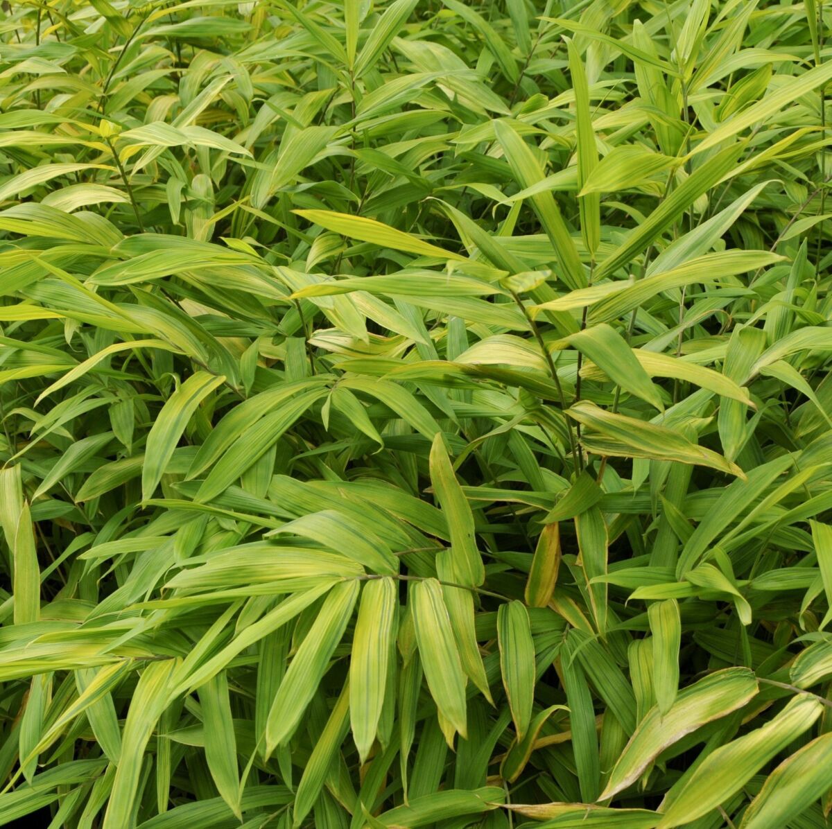 Bambu’ (Phyllostachis )