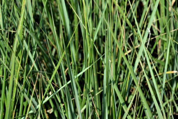 calamagrostis-acutiflora-karl