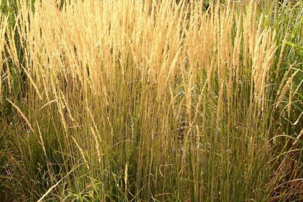 calamagrostis-karl-foerster