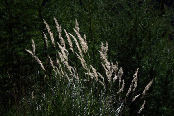 calamagrostis1