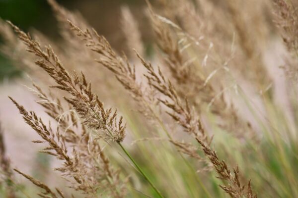 calamagrostis2