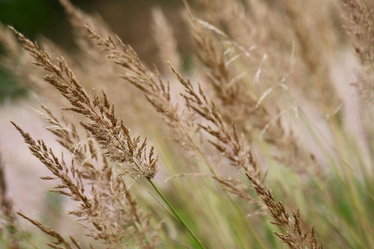 Calamagrostis (Calamagrostis)