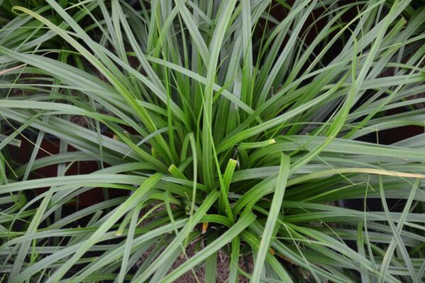carex-oschimemsis-evergreen