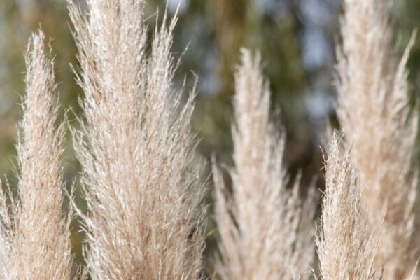 cortaderia-selloana-pumila