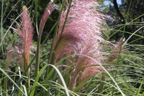 cortaderia-selloana-rosa