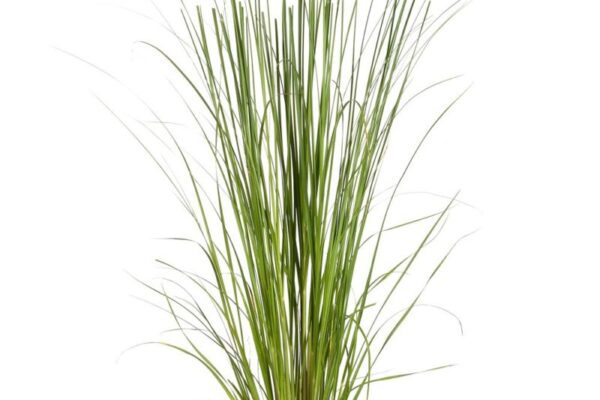 cortaderia-selloana-rosa1
