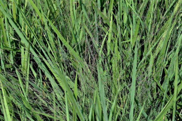 eragrostis-spectabilis