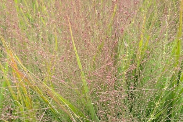 eragrostis-spectabilis1
