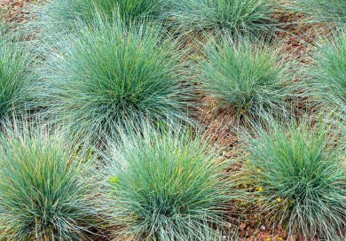 Festuca glauca, commonly known as blue fescue, is a species of flowering plant in the grass family, Poaceae.