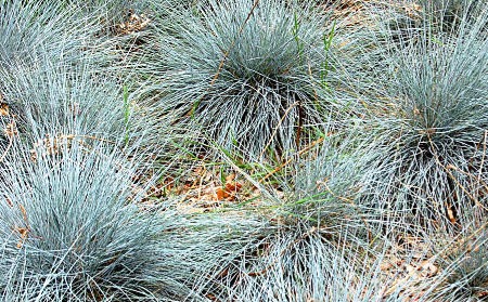 festuca4