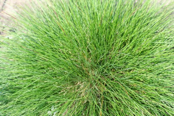 festuca5