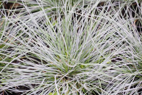 festuca6