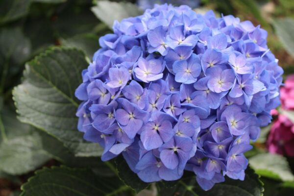 hydrangea-macrophylla15