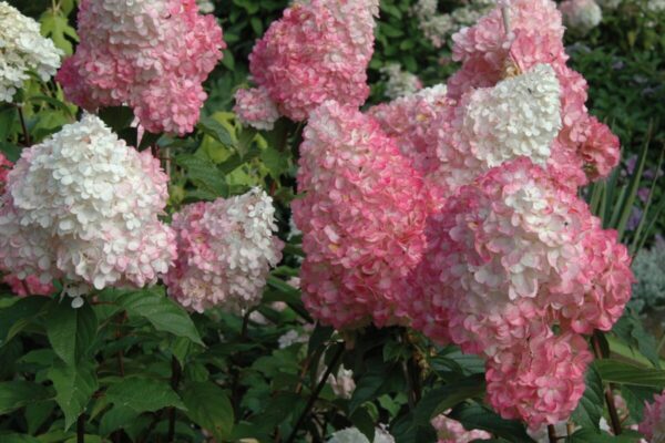 hydrangea-paniculata-vanille-fraise11