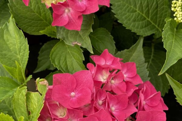 hydrangea1
