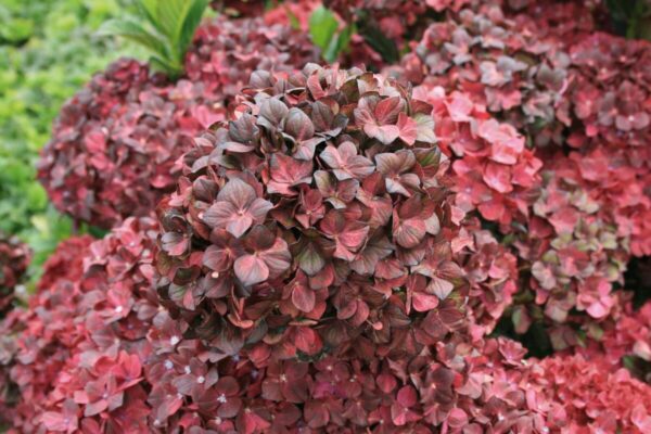 hydrangea2