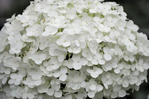 hydrangea4