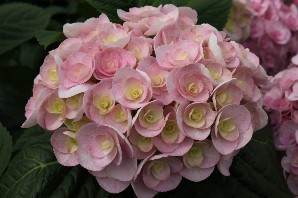 Ortensia (Hydrangea)
