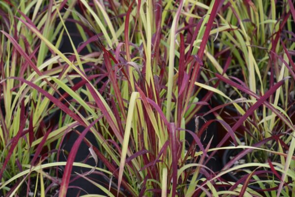 imperata-cylindrica-red-baron