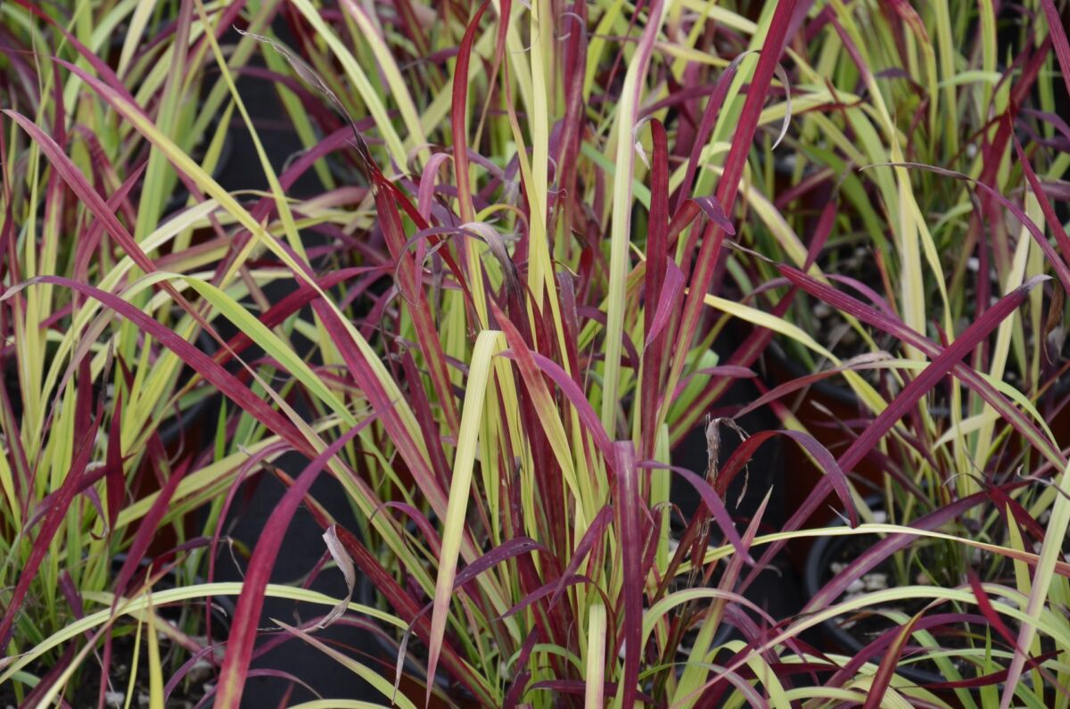 Imperata (Imperata Cylindrica)