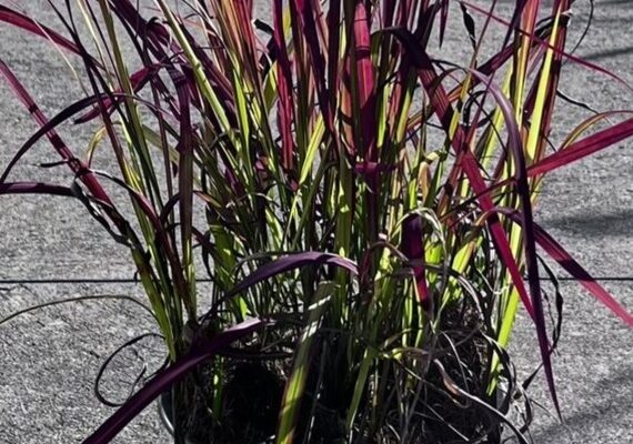 imperata-red-baron vaso1