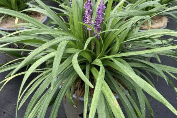 liriope2