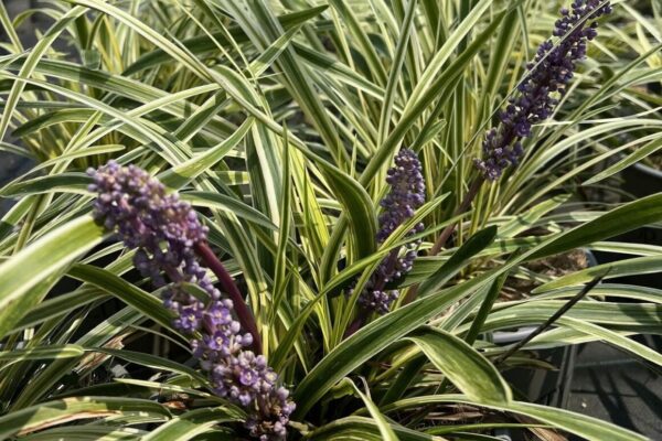 liriope3