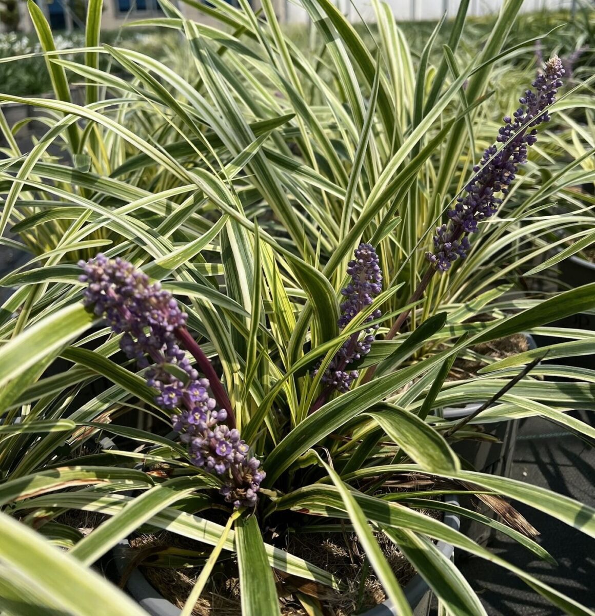Liriope (Liriope muscari)
