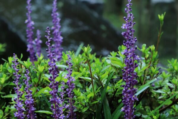liriope4
