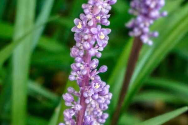 liriope5