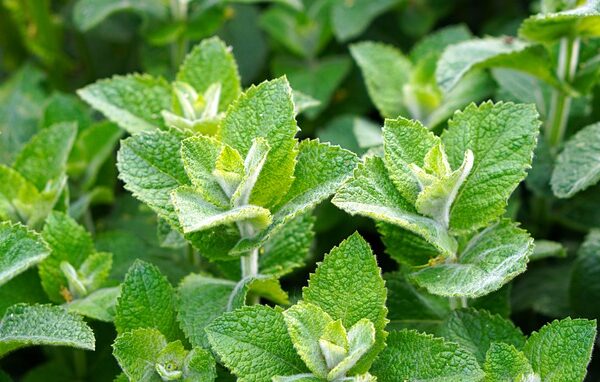 menta piperita