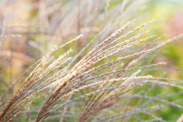 miscanthus-morning-light