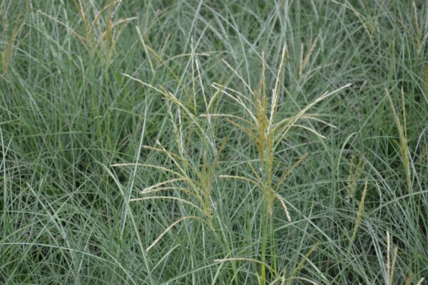 miscanthus-sinensis-adagio