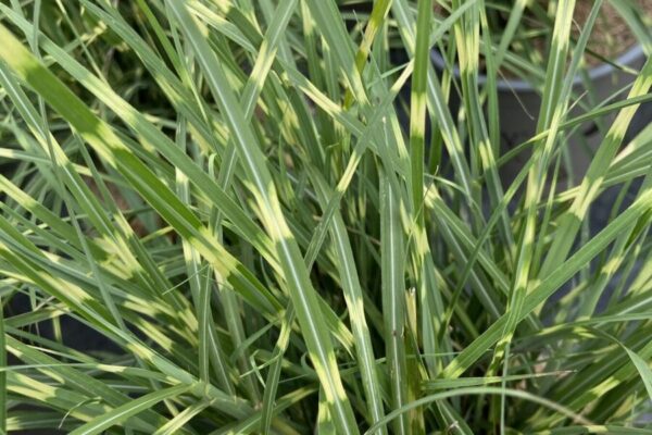 miscanthus-strictus-dwarf