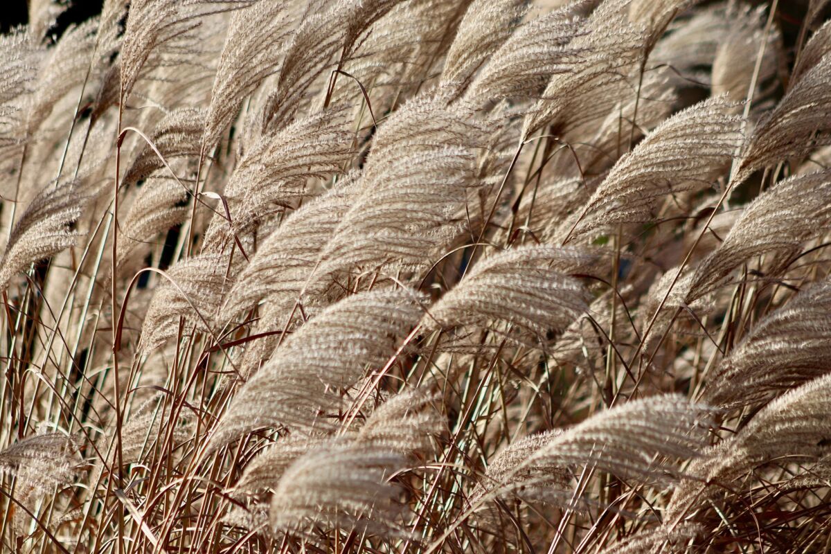 Miscanthus (Miscanthus sinensis)