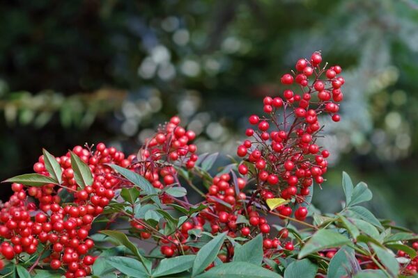 nandina-domestica1