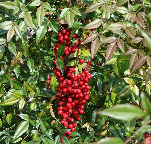 Nandina (Nandina domestica)