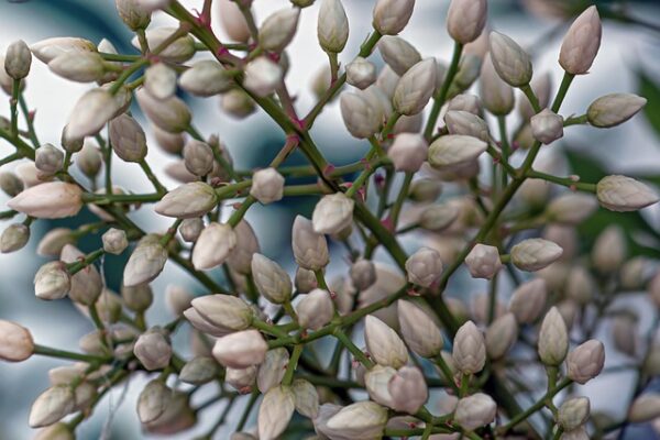 nandina-domestica4