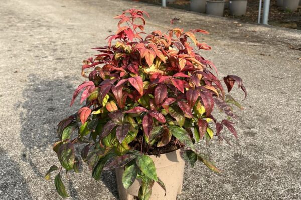 nandina-fire-power-vaso