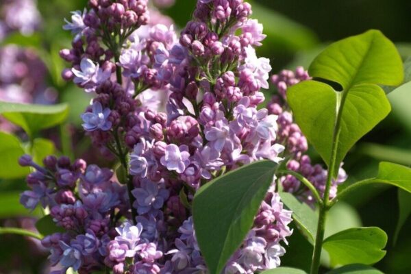 syringa4