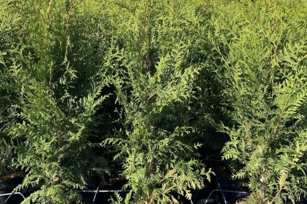 thuja-brabant vaso