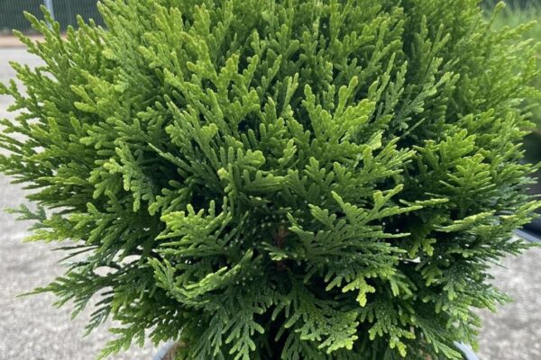 thuja-danica-vaso