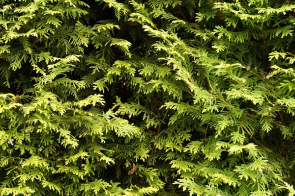 thuja-occidentalis-brabant