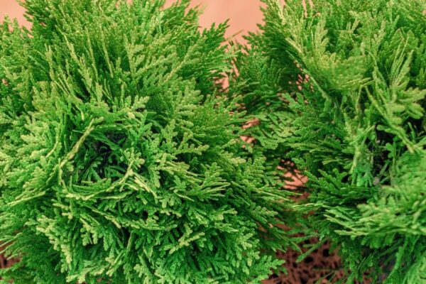 thuja-occidentalis-danica