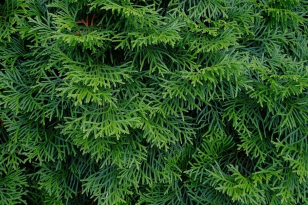thuja-occidentalis-smaragd