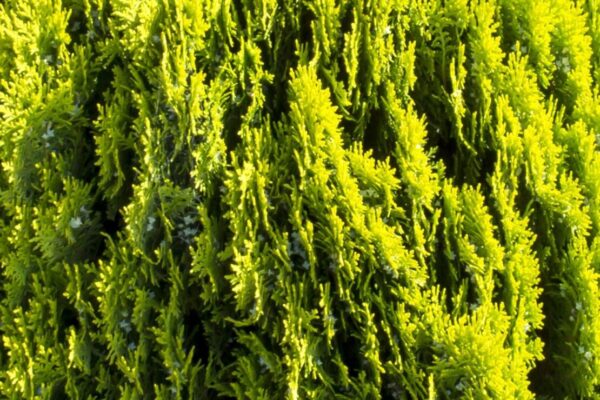 thuja-orientalis-aurea