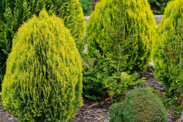 thuja-orientalis-aurea2