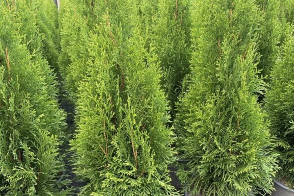 thuja-smaragd-vaso