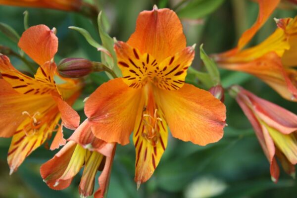 Alstroemeria1